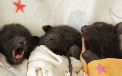 Facebook sorprende hoy con fotos de un hospital veterinario ubicado en Australia que atiende a decenas de crías de murciélagos huérfanos.