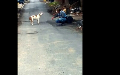 YouTube muestra la reacción de un perro luego de ser rescatado mientras deambulaba por las calles de Harrisburg en Pensilvania, en los Estados Unidos.