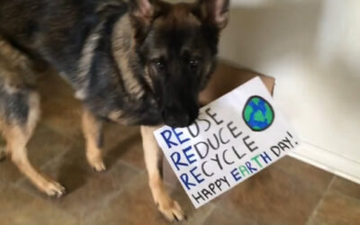 YouTube muestra hoy a un perro que ayuda a reciclar botellas de plástico, así como una lata de Red Bull.