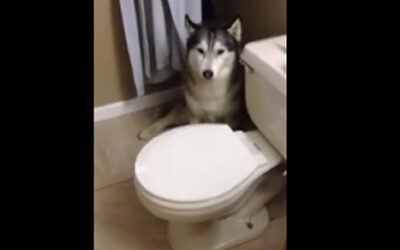 YouTube deja ver hoy a un husky siberiano gris que se ha hecho popular en las redes sociales por "discutir" con su dueña a la hora de su baño. El can ladra y se tira al suelo para evitar el agua.