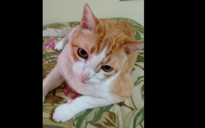 YouTube presenta esta vez a un gato artista que canta al ritmo de su amo. El clip se ha vuelto viral en las redes sociales.