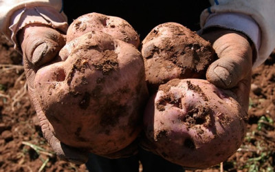 El Perú dispone de más de 3 mil variedades de papa. El Festival de la Papa Nativa, con motivo del Día Nacional de la Papa continuará hasta este domingo 31 en el Parque de la Exposición, en el Centro de Lima.