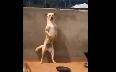 YouTube presenta a un simpático perro que se ha vuelto furor en internet por su baile del “serrucho”.