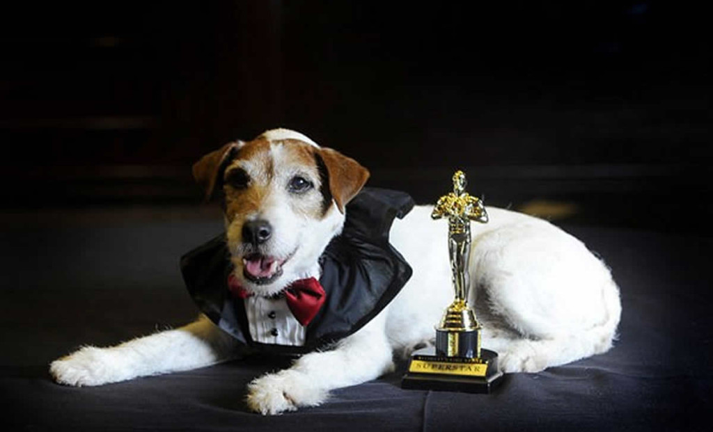 uggie2