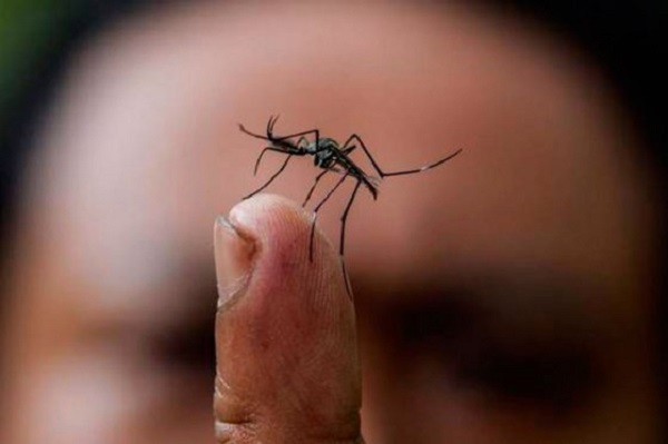 Zika: Invocan a gestantes peruanas a no viajar a países afectados por virus