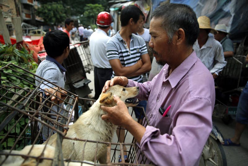 WU12. Yulin (China), 20/06/2016.- A vendor touches a dog for sale at a market in Yulin city, southern China's Guangxi province, 20 June 2016. Yulin dog meat festival will fall on 21 June 2016, the day of summer solstice, a day that many local people celebrate by eating dog meat, causing escalating conflicts between activists and dog vendors. EFE/EPA/WU HONG