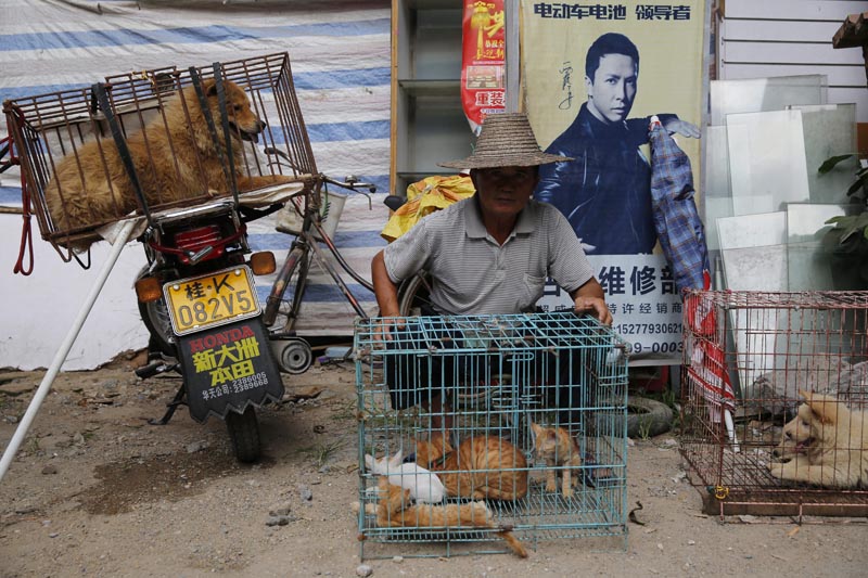 WU11. Yulin (China), 20/06/2016.- A vendor waits for buyers beside dogs and cats for sale at a market in Yulin city, southern China's Guangxi province, 20 June 2016. Yulin dog meat festival will fall on 21 June 2016, the day of summer solstice, a day that many local people celebrate by eating dog meat, causing escalating conflicts between activists and dog vendors. EFE/EPA/WU HONG