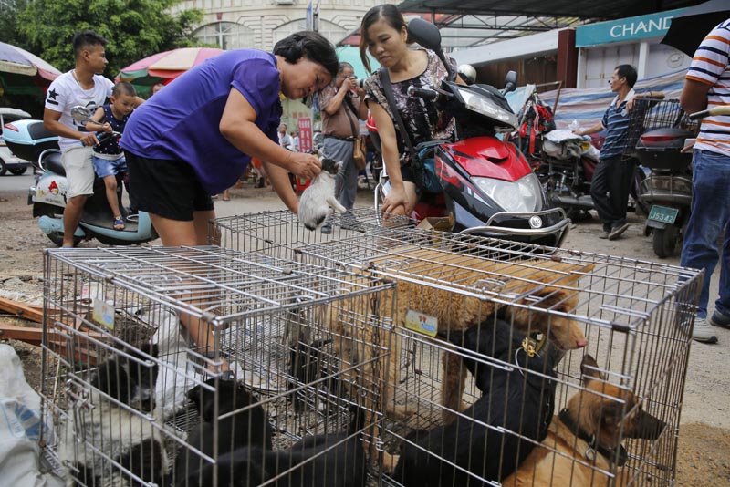 WU10. Yulin (China), 20/06/2016.- A vendor displays a cat for a buyer beside dogs in a cage at a market in Yulin city, southern China's Guangxi province, 20 June 2016. Yulin dog meat festival will fall on 21 June 2016, the day of summer solstice, a day that many local people celebrate by eating dog meat, causing escalating conflicts between activists and dog vendors. EFE/EPA/WU HONG