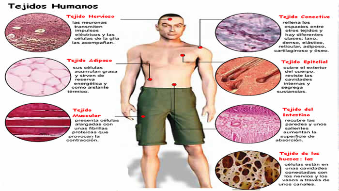 celulas y tejidos - cuerpo humano