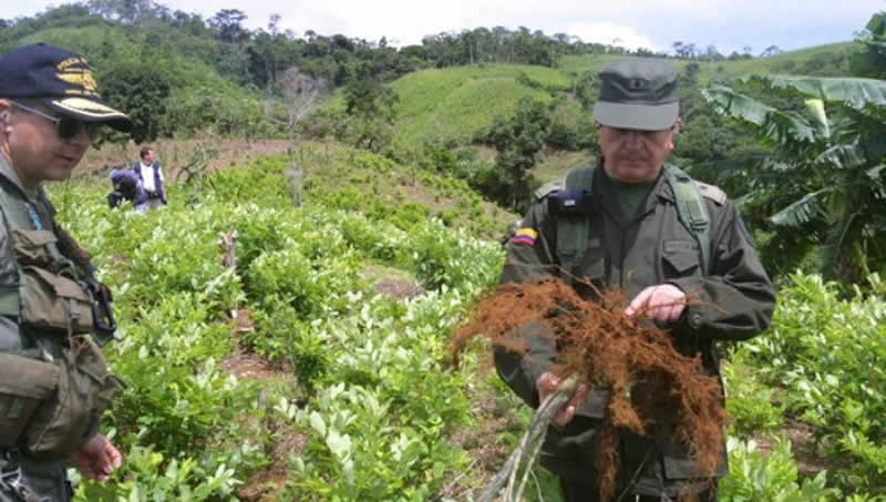 cultivos_ilicitos