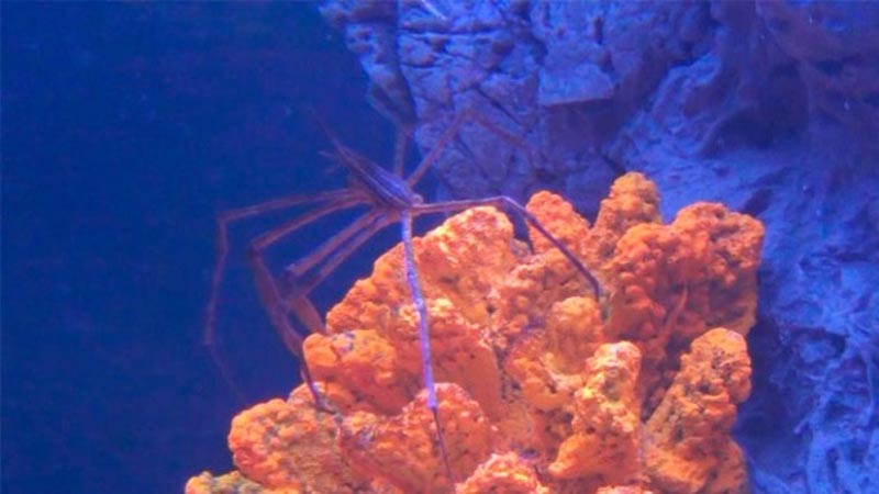 ACUARIO2