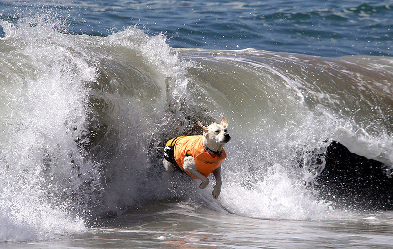 SurfDog01