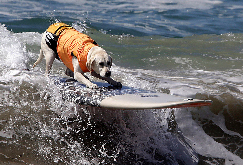 SurfDog02