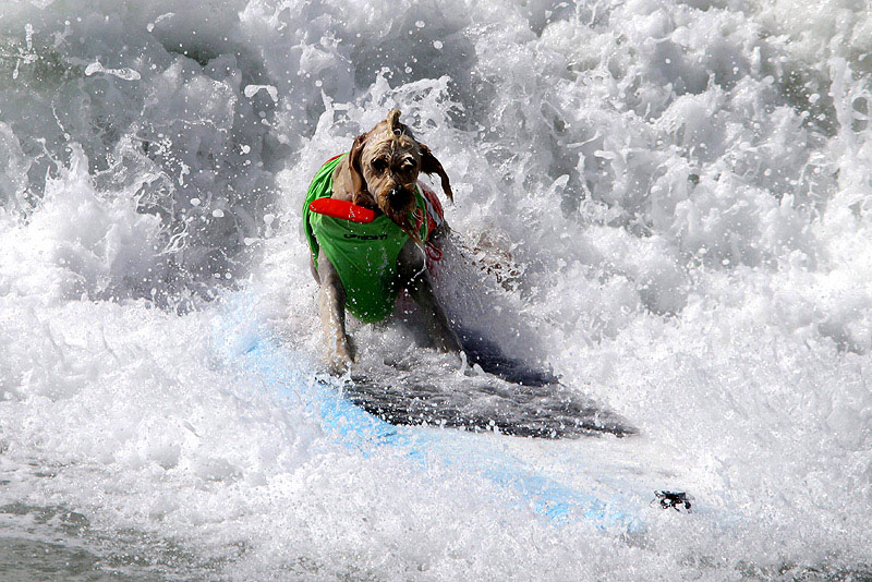 SurfDog03