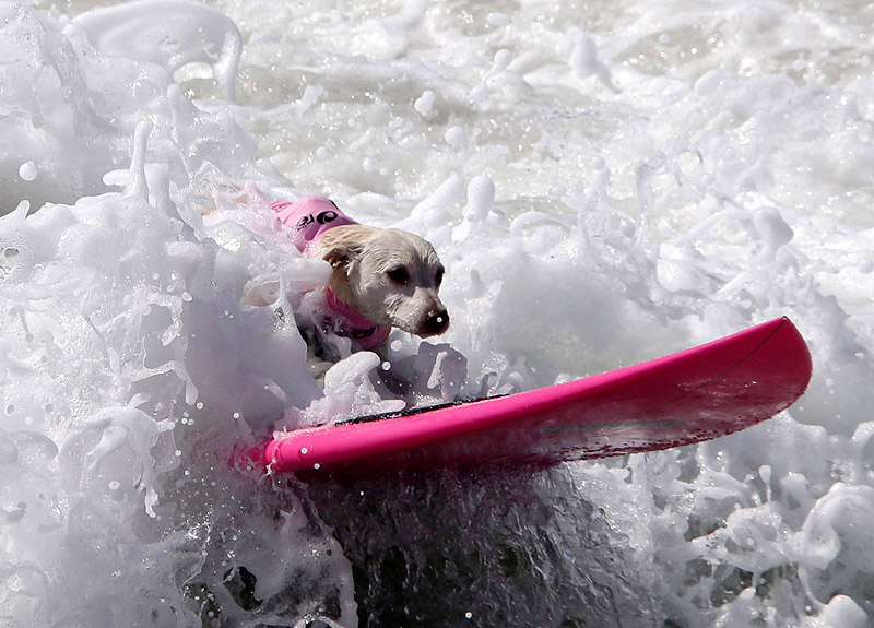 SurfDog04