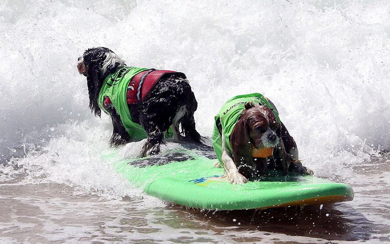 SurfDog05