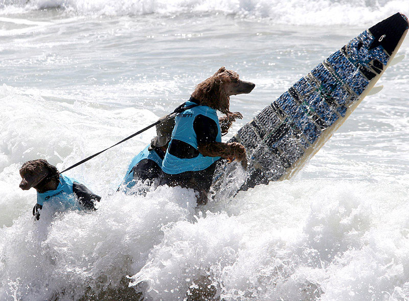 SurfDog06