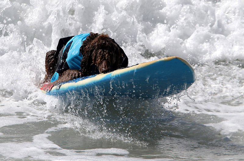 SurfDog07