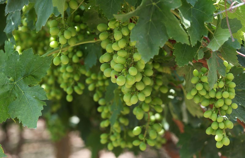 ACOMPAÑA CRÓNICA: PERÚ ACUEDUCTO. LIM04. OLMOS (PERÚ), 23/09/2016.- Fotografía de un cultivo de uvas este domingo, 18 de septiembre de 2016, en Olmos (Perú). A 2.000 metros bajo los Andes, el acueducto más profundo de América conduce el agua para que miles de hectáreas de frutas y hortalizas crezcan en una de las zonas más desérticas y pobres de Perú, cuyo desarrollo económico se disparará este año al exportar sus primeras cosechas a Norteamérica y Europa. EFE/Ernesto Arias