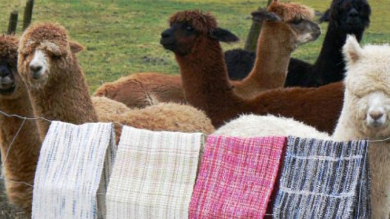 fibra_de_alpaca