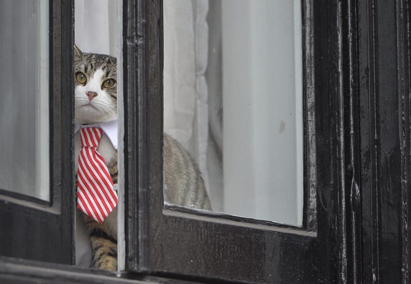 HM016 LONDRES (REINO UNIDO) 14/11/2016.- El gato de Julian Assange con cuello y corbata observa atentamente por una de las ventanas de la Embajada de Ecuador en Londres (Reino Unido) hoy, 14 de noviembre de 2016. El fundador del portal WikiLeaks, el australiano Julian Assange, es interrogado por primera vez en la embajada de Ecuador en Londres sobre supuestos delitos sexuales que investiga la Justicia sueca. EFE/Hannah Mckay