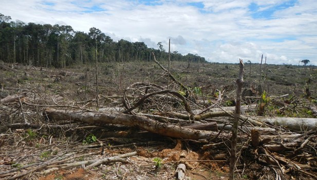 deforesta3