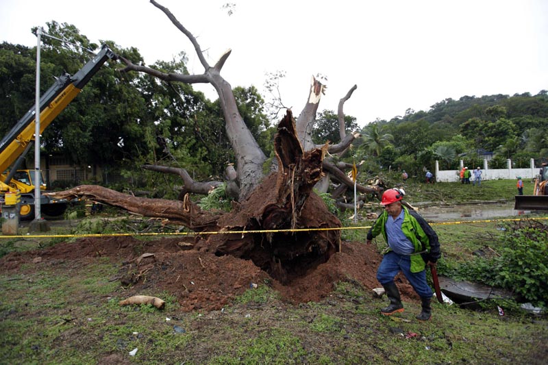 PA2005. CIUDAD DE PANAMÁ (PANAMÁ), 22/11/2016.- Obreros trabajan en retirar un árbol que cayó sobre un vehículo a causa de la tormenta tropical Otto hoy, martes 22 de noviembre de 2016, en la Ciudad de Panamá (Panamá). Las autoridades removieron el árbol que cayó sobre el auto y mató a un menor en Panamá. Al menos cuatro muertos, un desaparecido, medio centenar de viviendas destruidas, suspensión de clases e interrupciones en los aeropuertos causó hasta hoy la tormenta tropical Otto, anunciaron las autoridades de Panamá. EFE/Alejandro Bolívar