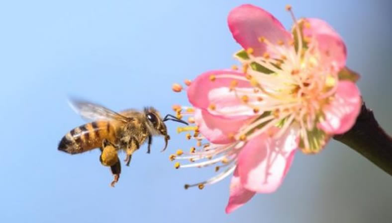 Una Molécula En Su Alimentación Impide A Las Abejas Obreras Ser Reinas