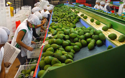 Palta Exportación