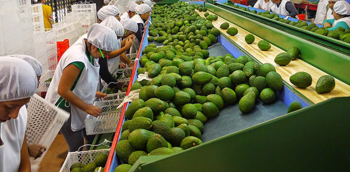 Palta Exportación