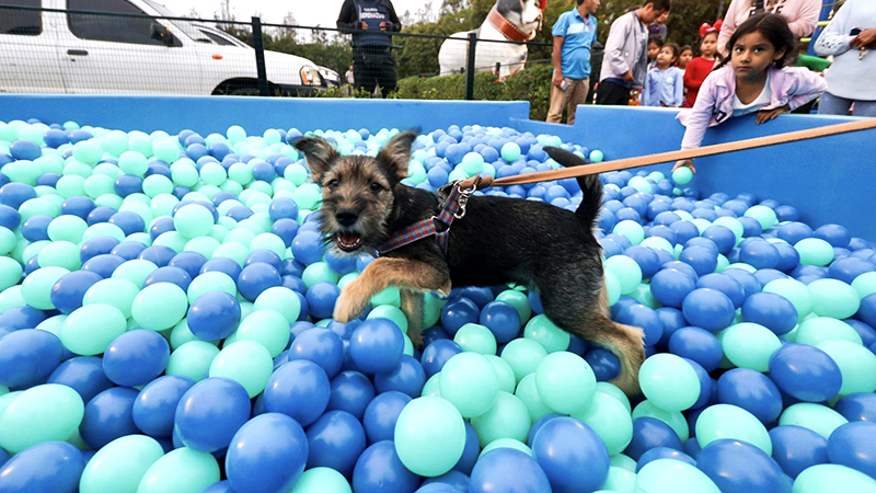 Surco: Inauguran el primer parque de diversiones canino, Carlos Bruce, Petfriendly, Mascotas, LIMA